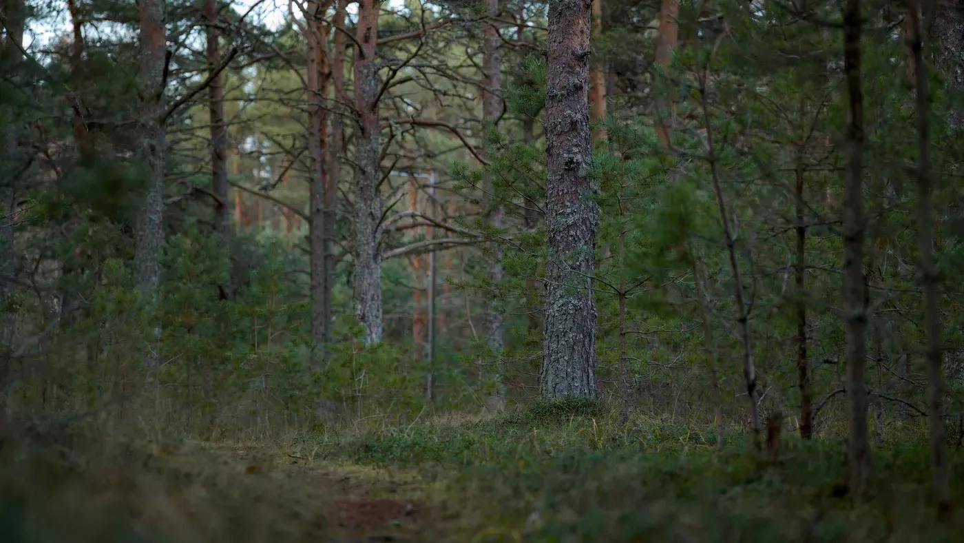 Åtelkamera monterad på en trädstam i skogen