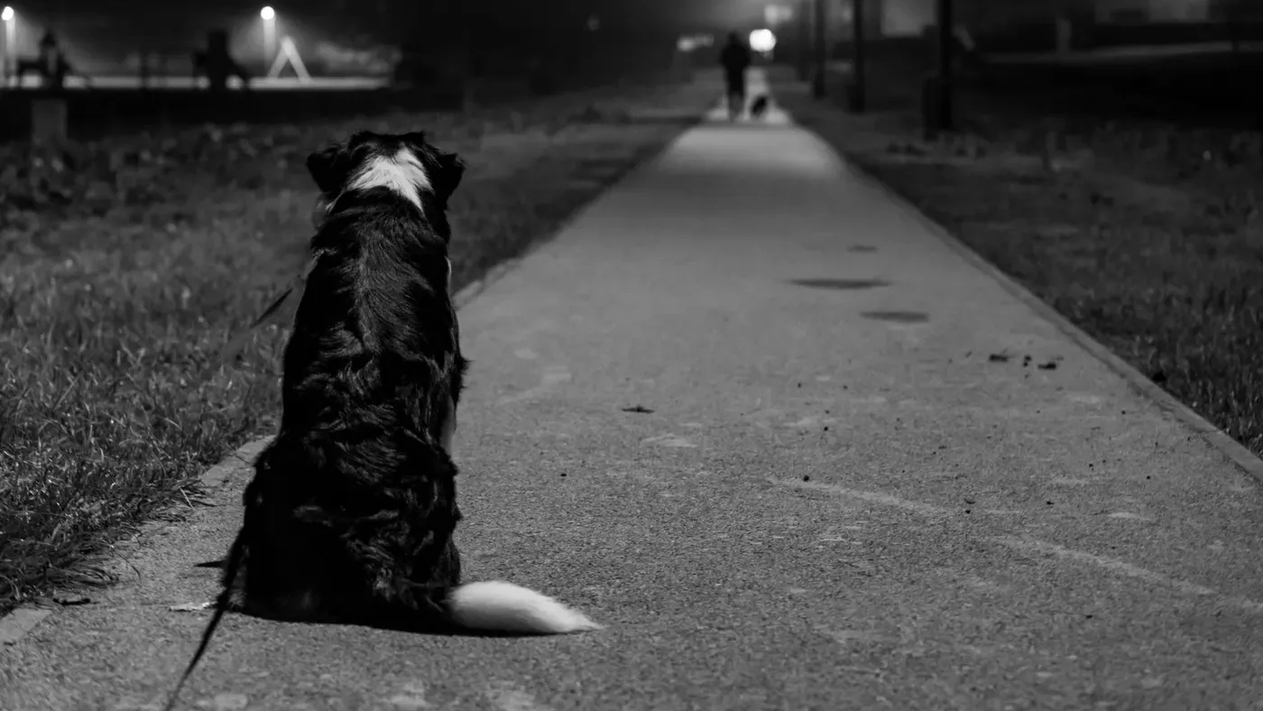 Hund på promenad i mörker