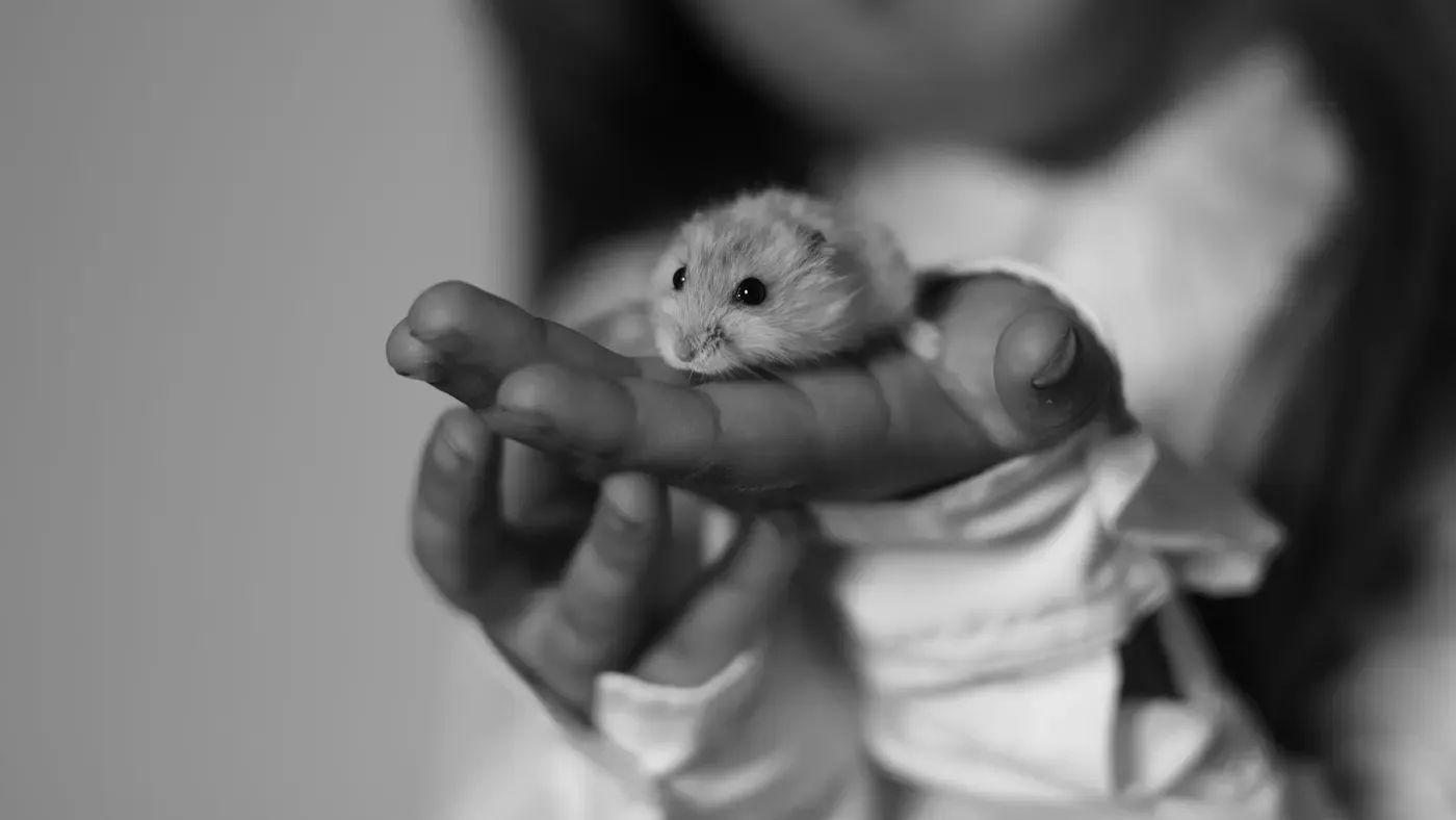 Hamster i närbild