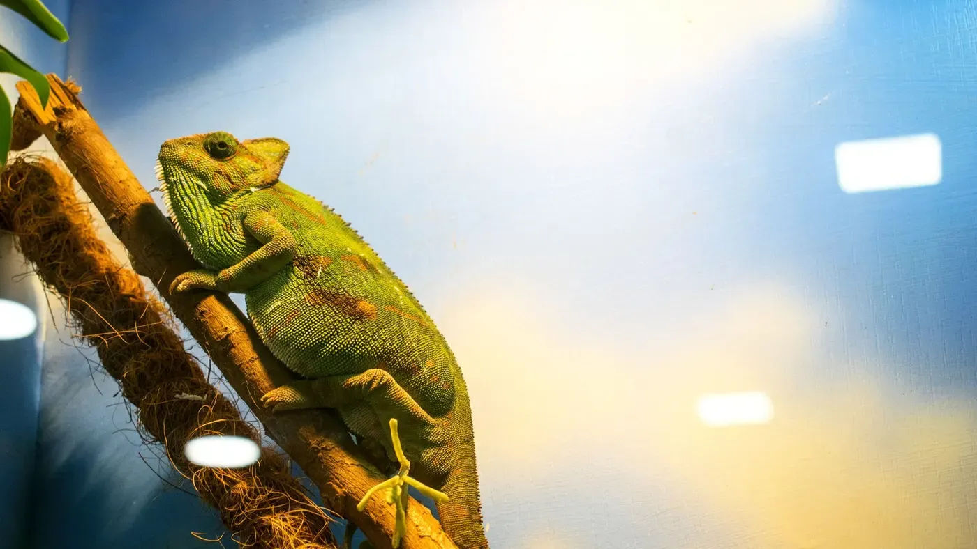 Glasterrarium med inredning