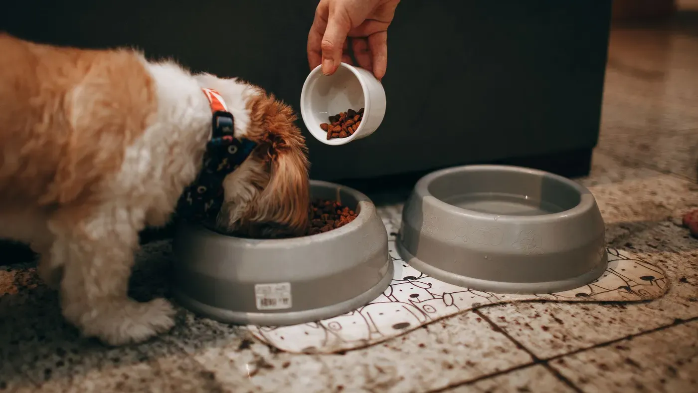 Hund som äter ur en skål