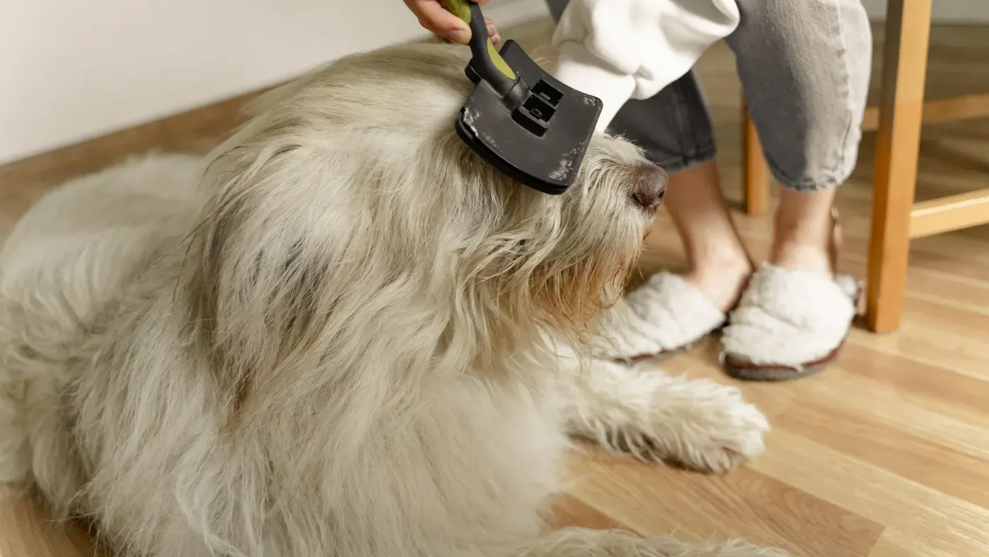 Hund som borstas