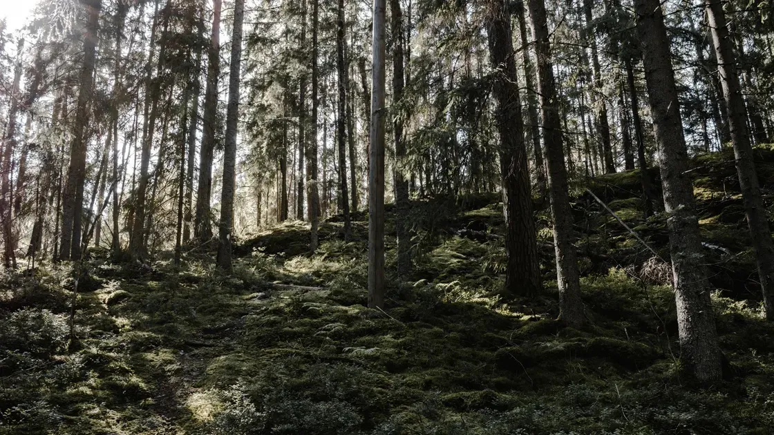 Vilt som passerar en skogsglänta i skymning
