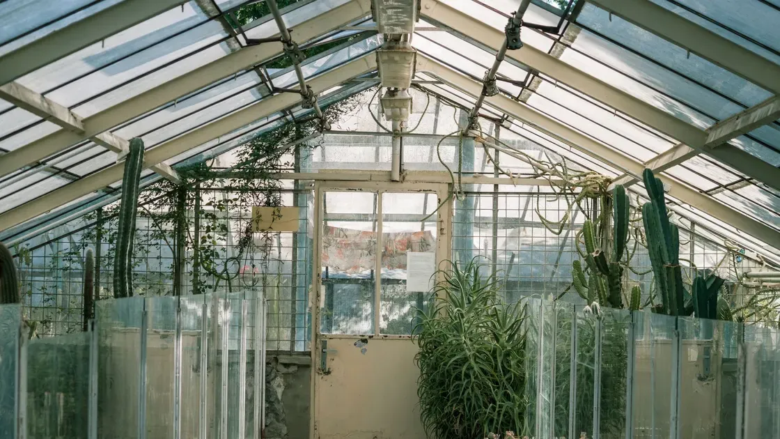 Plantor som växer i ett växthus