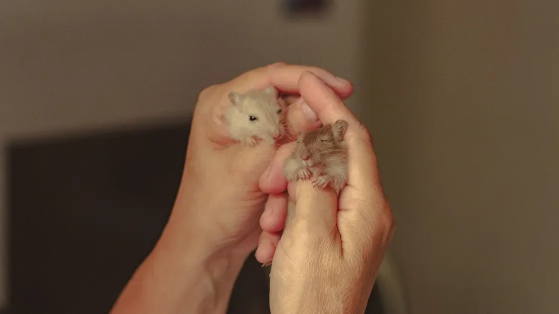 Hamster som äter