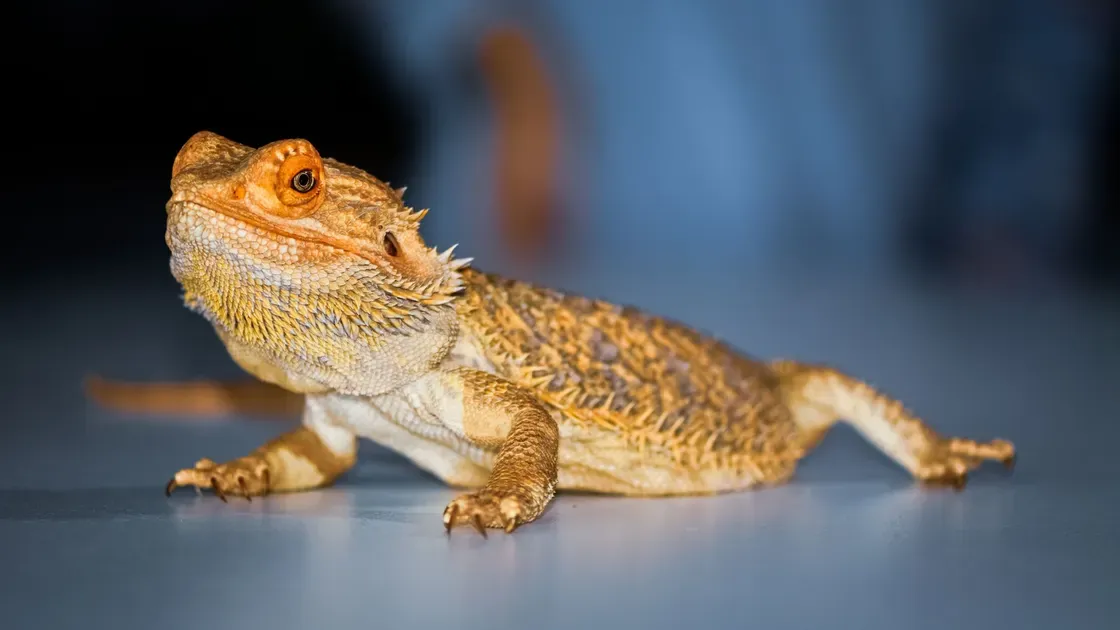 Gecko i närbild