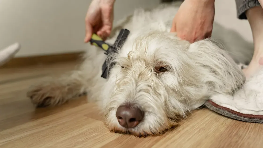 Långhårig hund i närbild