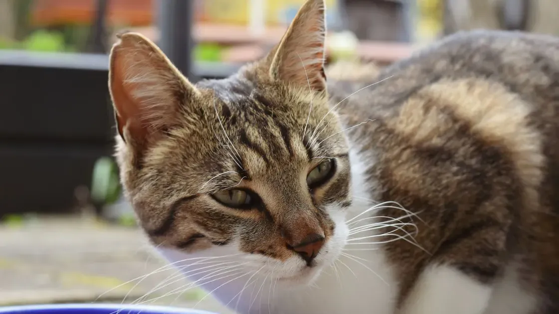 Katt hemma i vardagsrummet