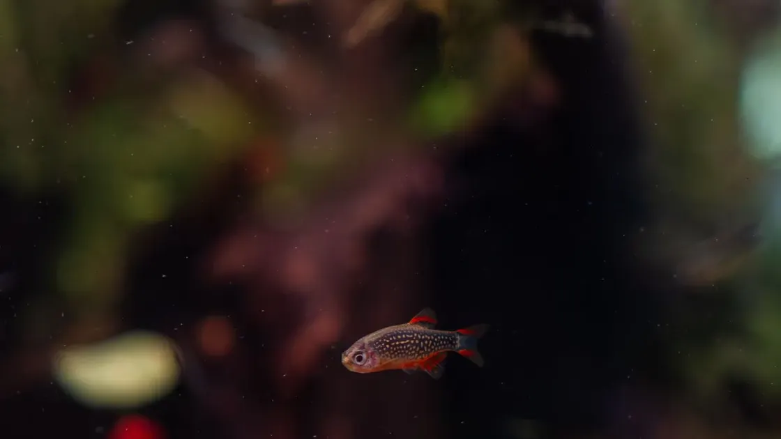 Räka bland akvarieväxter