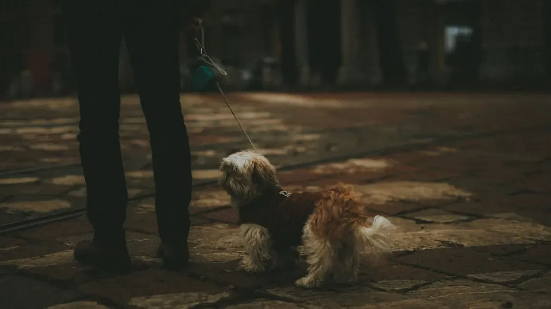 Hundpromenad en höstdag