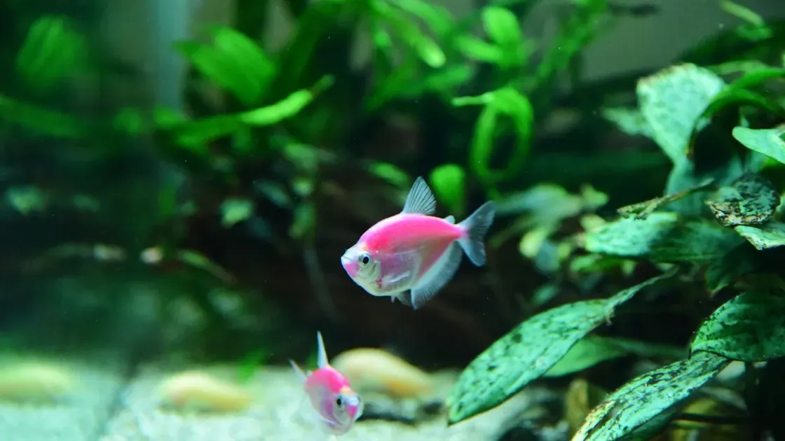 Akvarium i ett hem